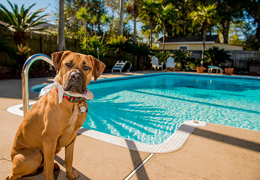 Dog in Front of Pool