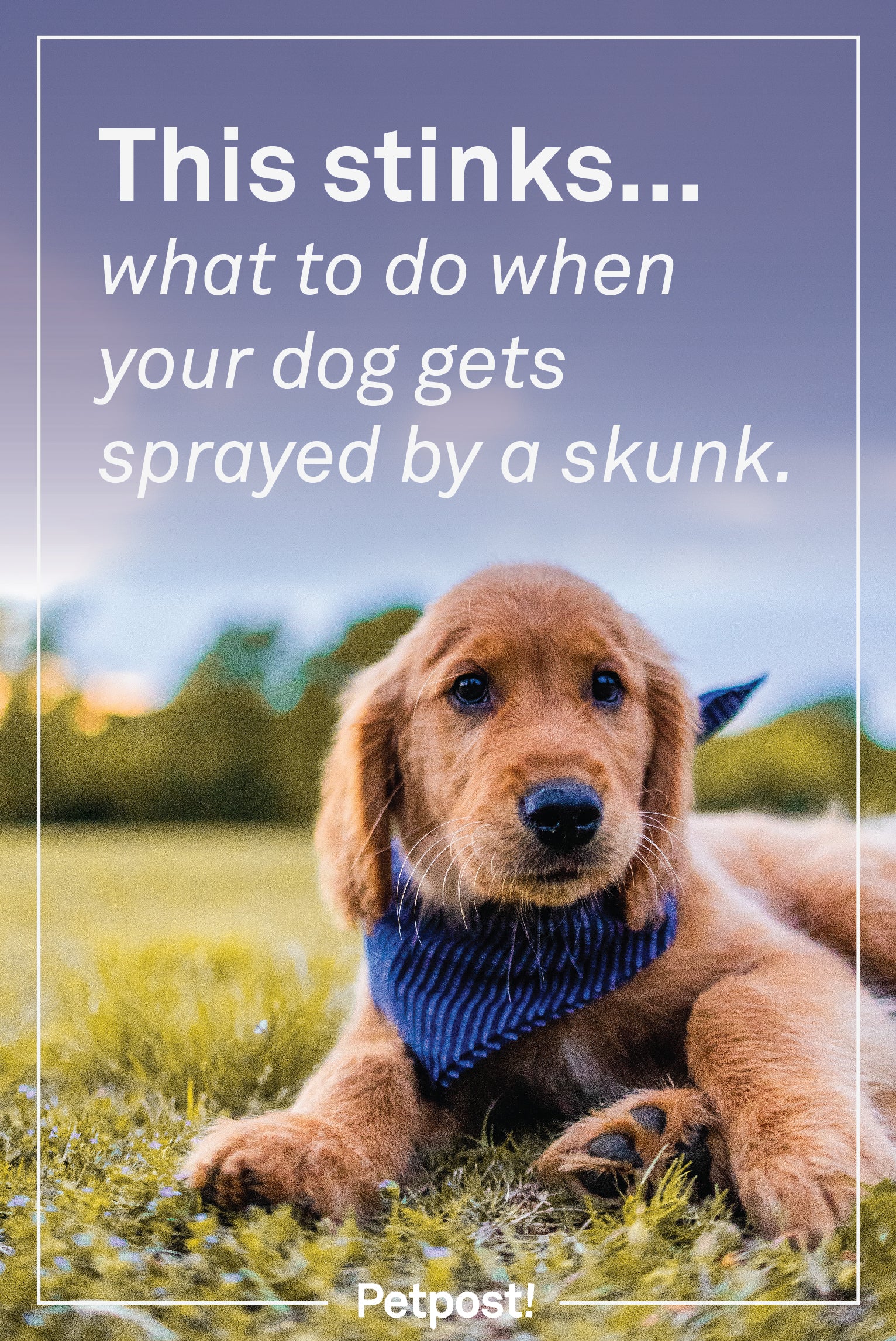 What to do when your dog gets sprayed by a skunk