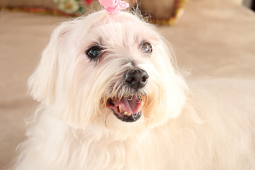 Close up Face of White Dog