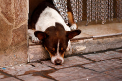 Dog laying down in doorway because of ear pain