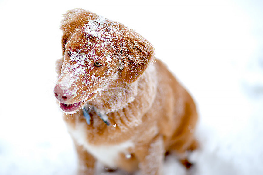 Dog with Snow and Ice Stuck on Fur