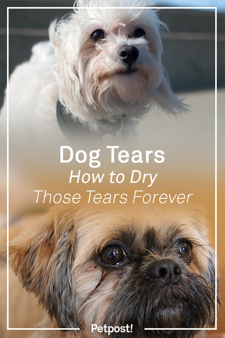 How to Dry Dog Tears