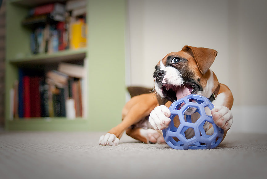 Boxer Puppy Cleaning Up his Dog Toy
