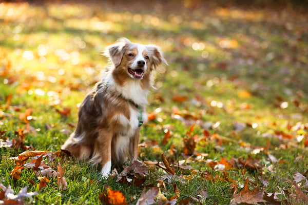 Happy dog after getting rid of skunk smell