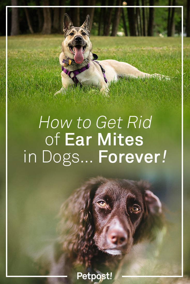 How to Get Rid Of Ear Mites in Dogs - Treatments and Home ...
