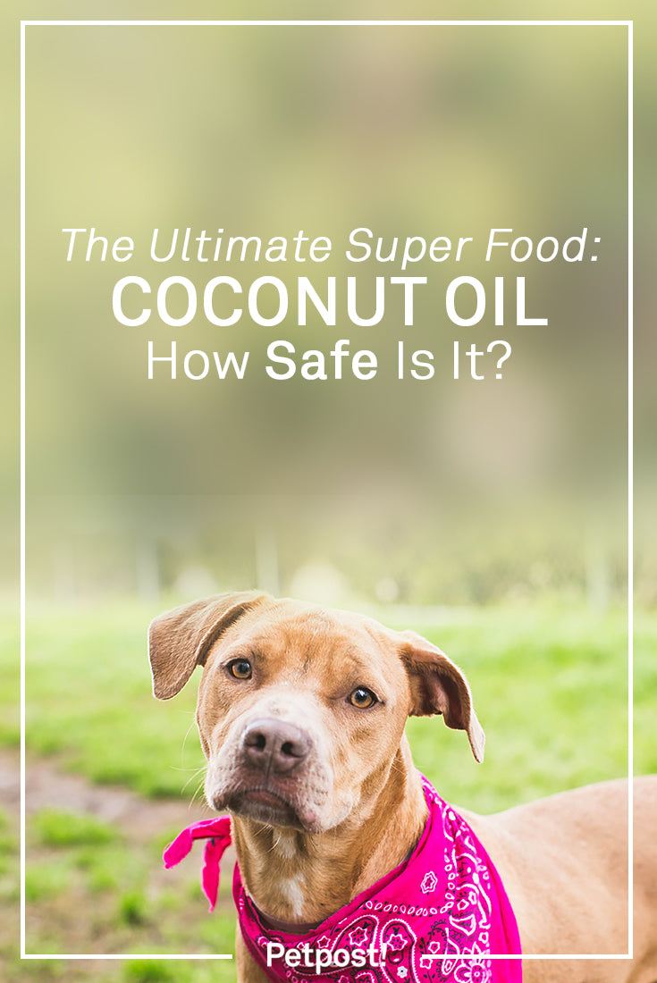 Coconut Oil Safety for Dogs
