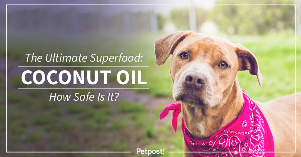 Is Coconut Oil Safe for Your Dog Cover Image