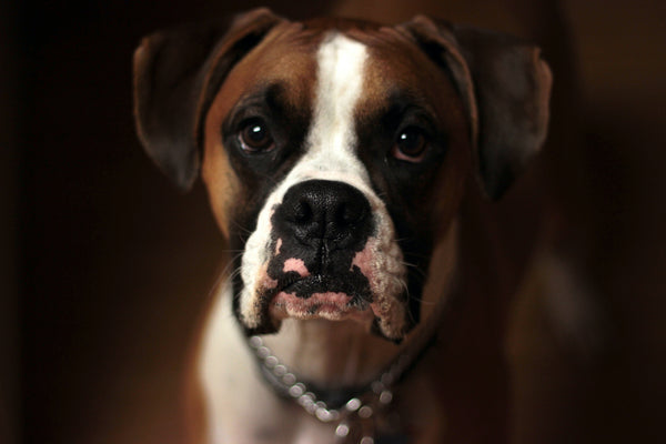 Boxer dog looking lovingly at the camera