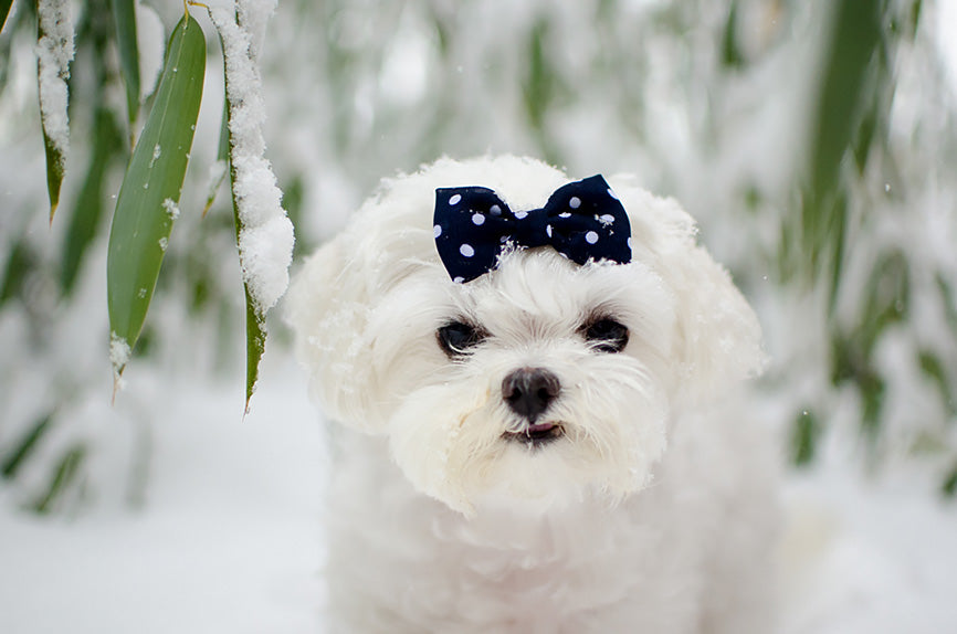 White Dog in Snow with Bow in Hair
