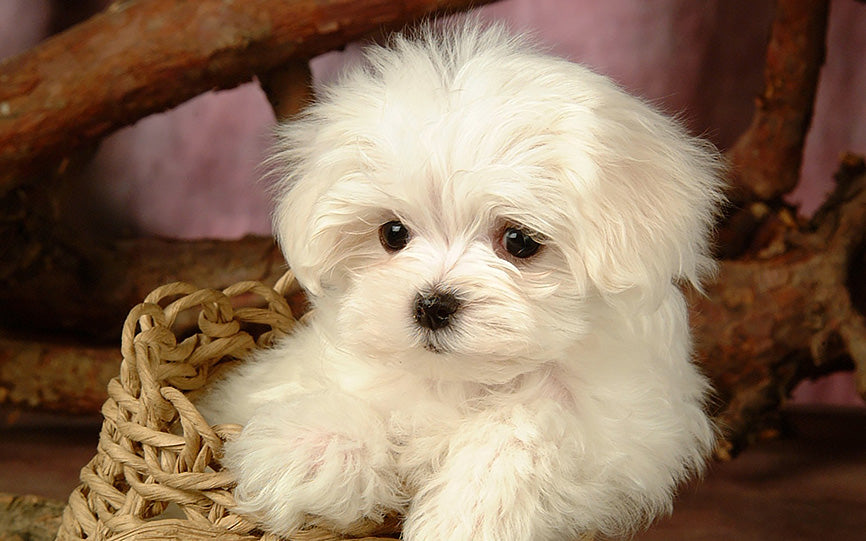 White Fur Maltese in a Basket