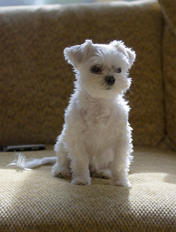 Maltese Puppy with Dark Eyes