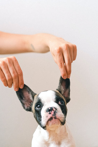 French Bulldog with ears stretched out for ear cleaning