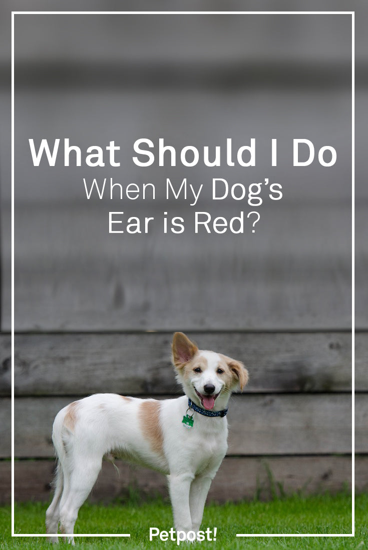 Dog's Ears Red