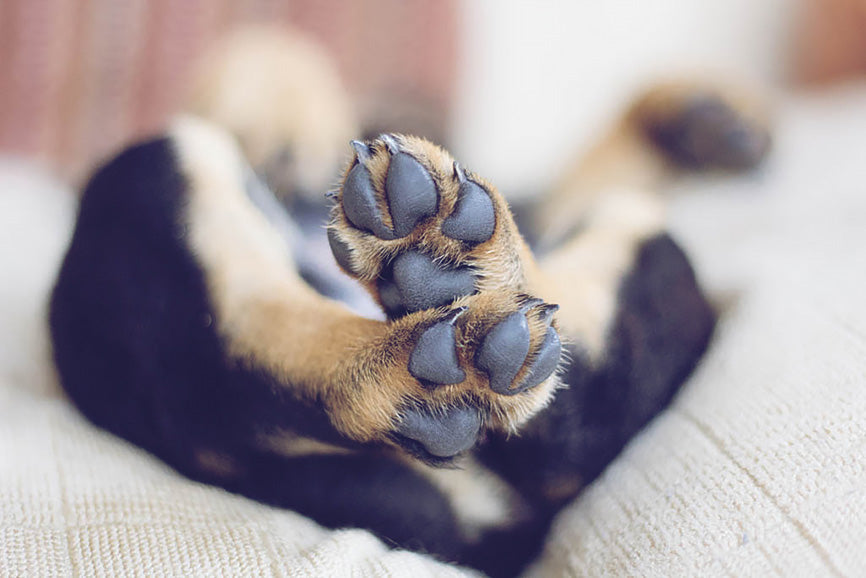 Soft Dog Paws after a Treatment of Coconut Oil