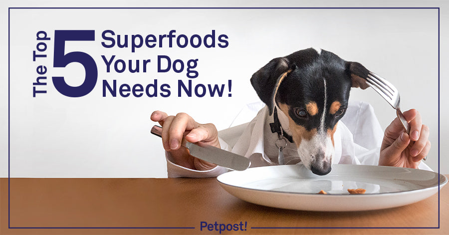 Superfoods for Your Dog