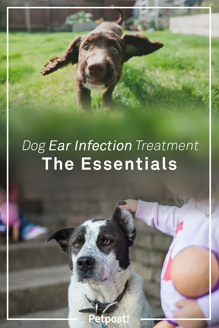 Treating Ear Infections in Dogs