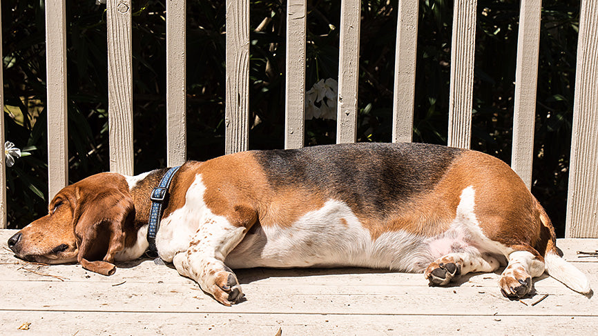 Basset Hound Sleeping on a Sunny Deck
