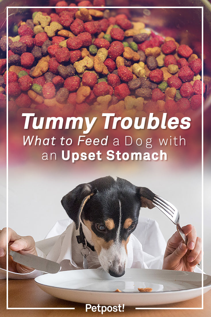 What to Feed Dog with Upset Stomach