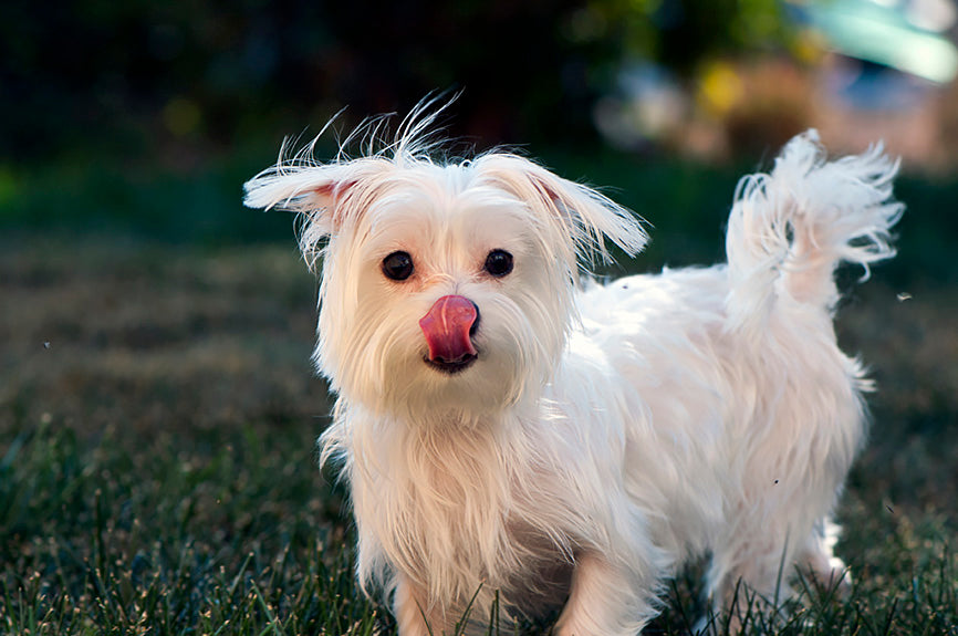 White dog without tear stains and tongue out 