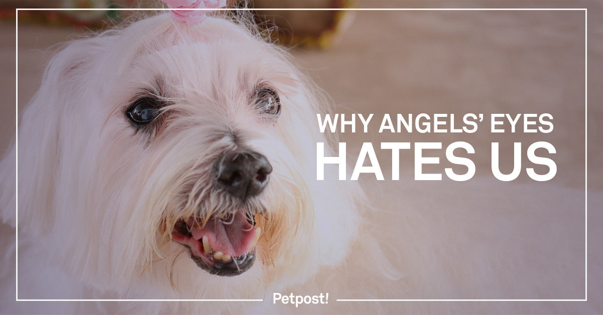 Why Angels' Eyes Hates Petpost