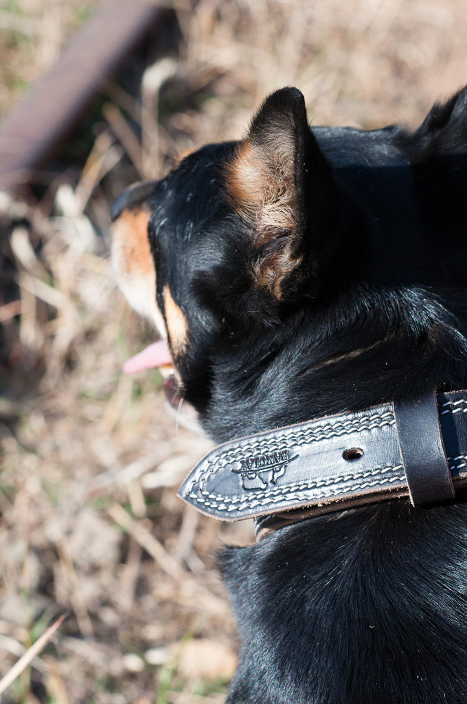 Handcrafted Leather Working Dog Collar Medium Barclays Kelpies