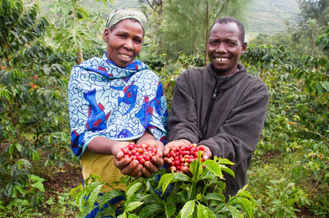 Kenya Nyeri Coffee Farm