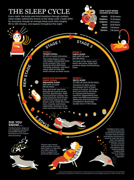 Sleep Calculator Sleep Cycle