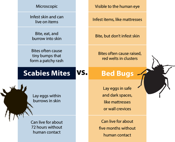 Chart comparing bed bugs and scabies