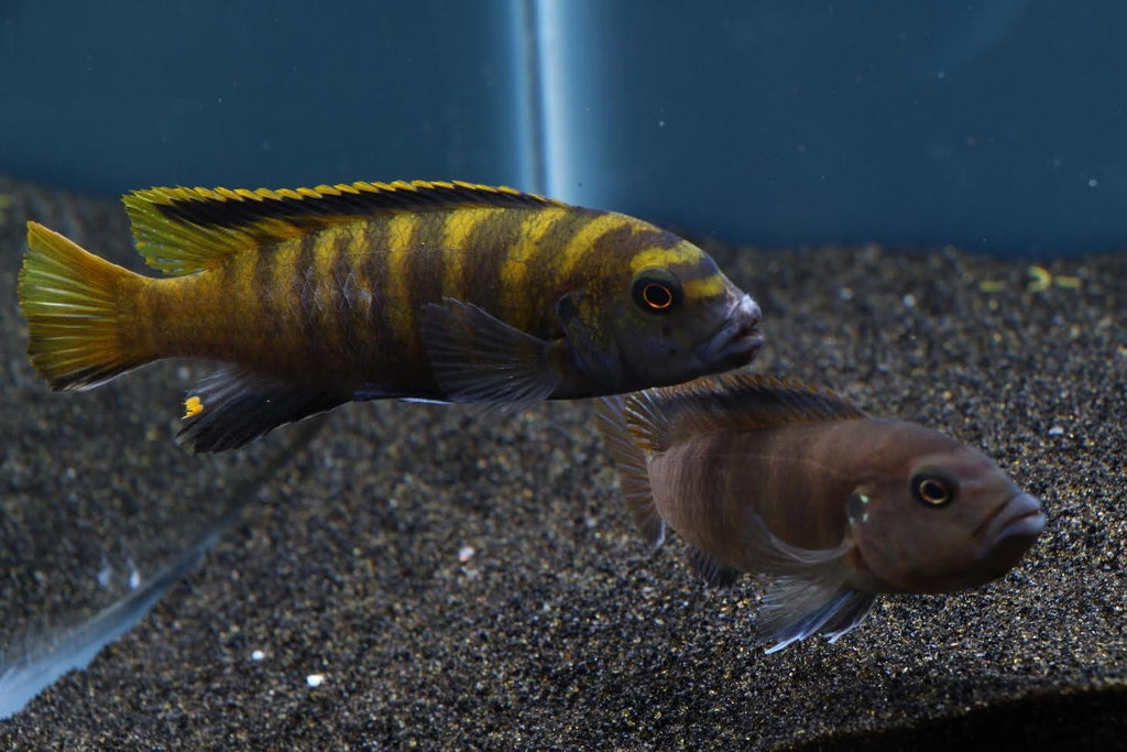 yellow cichlid with black stripes