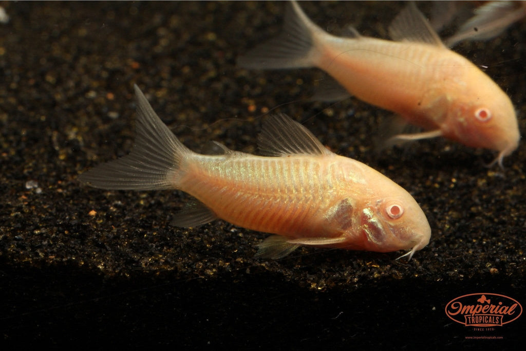 corydoras aeneus