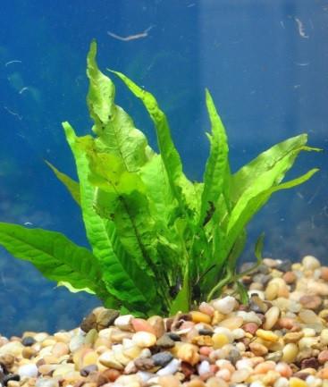 malaysian red java fern