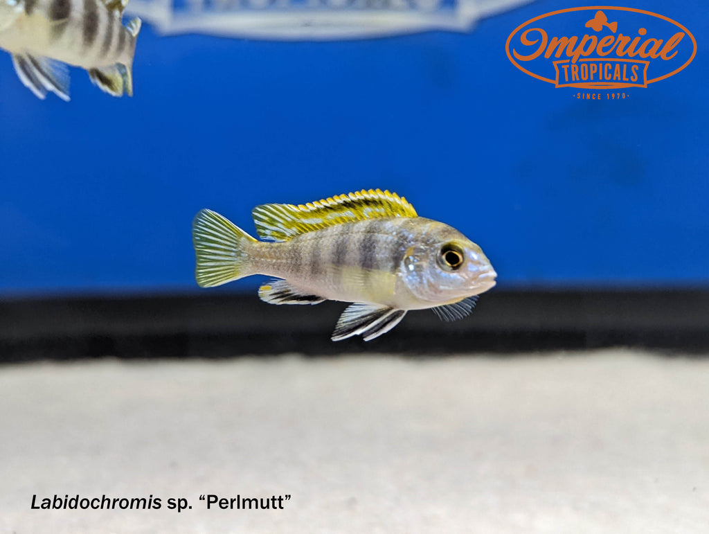 perlmutt cichlid