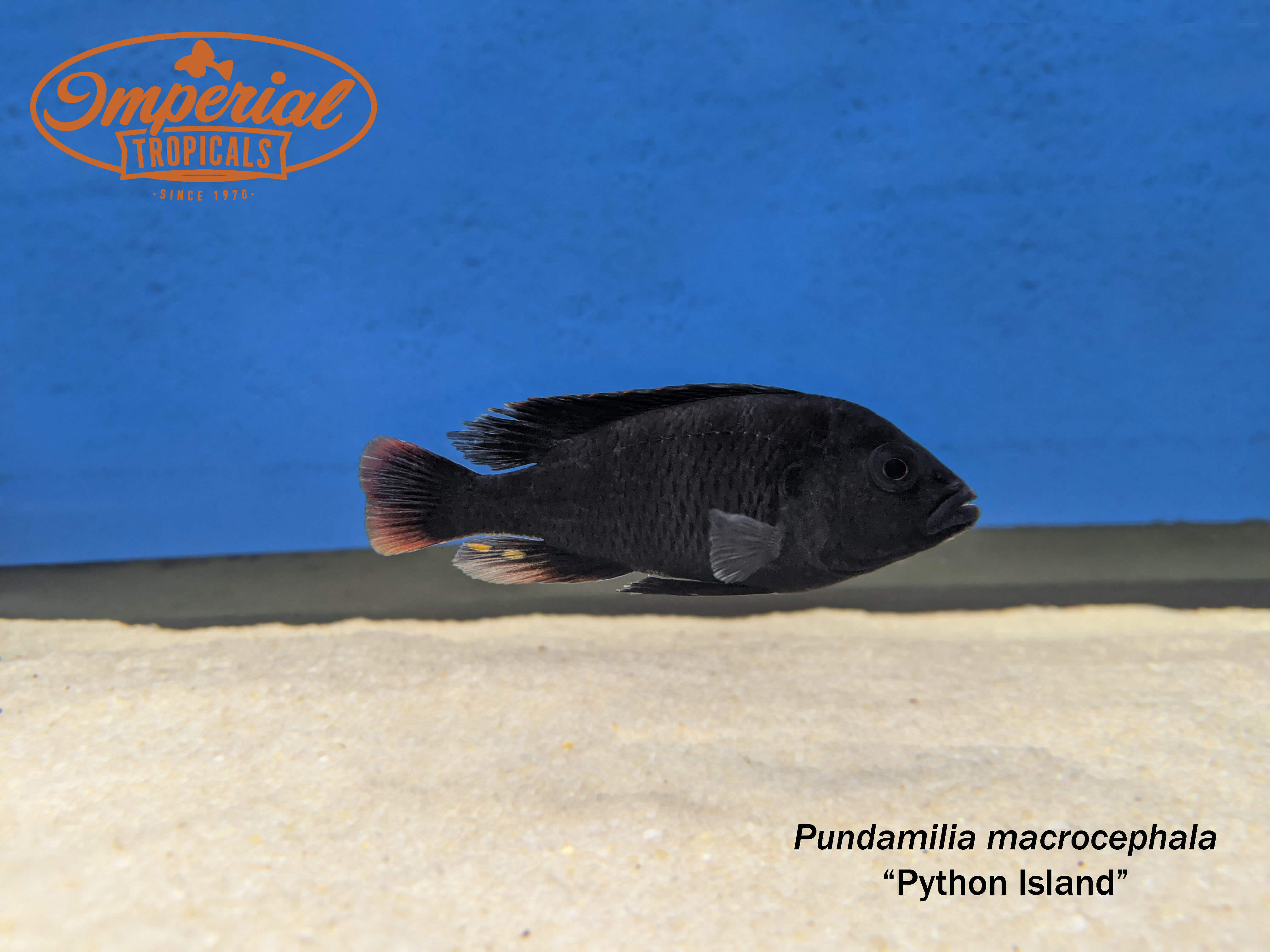 Python Island Hap (Pundamilia macrocephala)