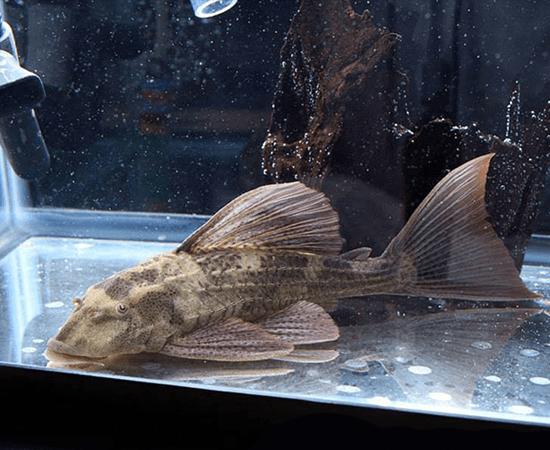 Red Fin Pleco (Hypostomus Laplatae) – Imperial Tropicals