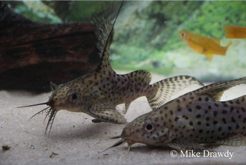 African Catfish - Imperial Tropicals
