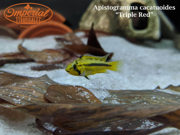 cockatoo apistogramma