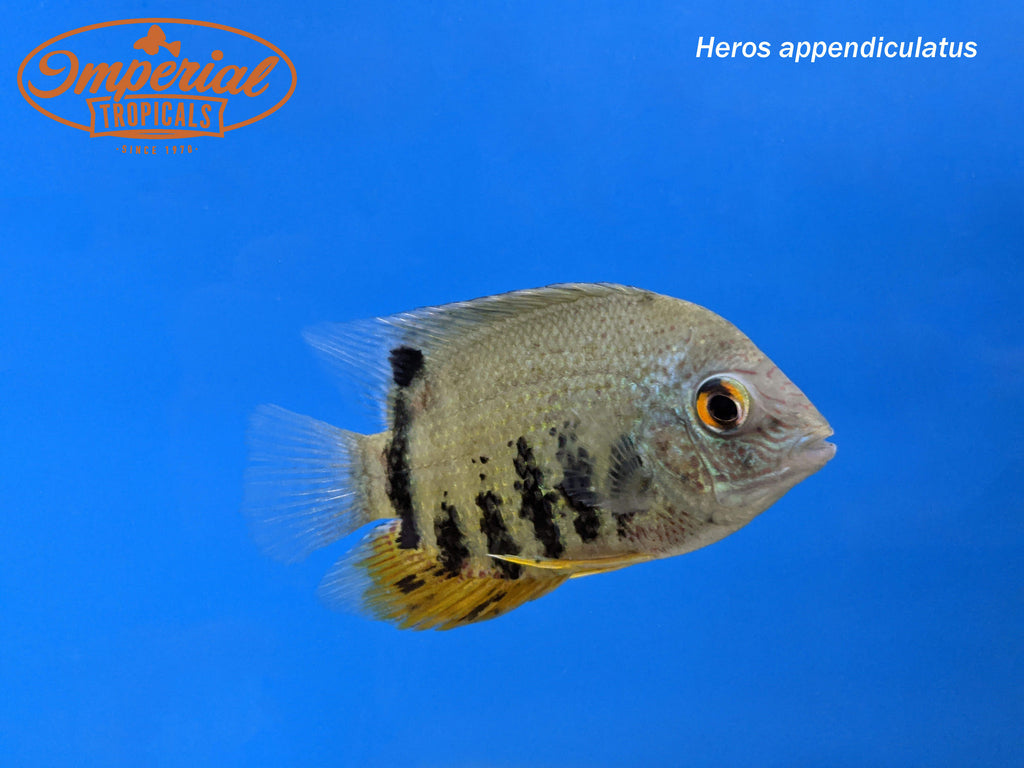 Turquoise Severum "Peru" (Heros appendiculatus) Imperial Tropicals