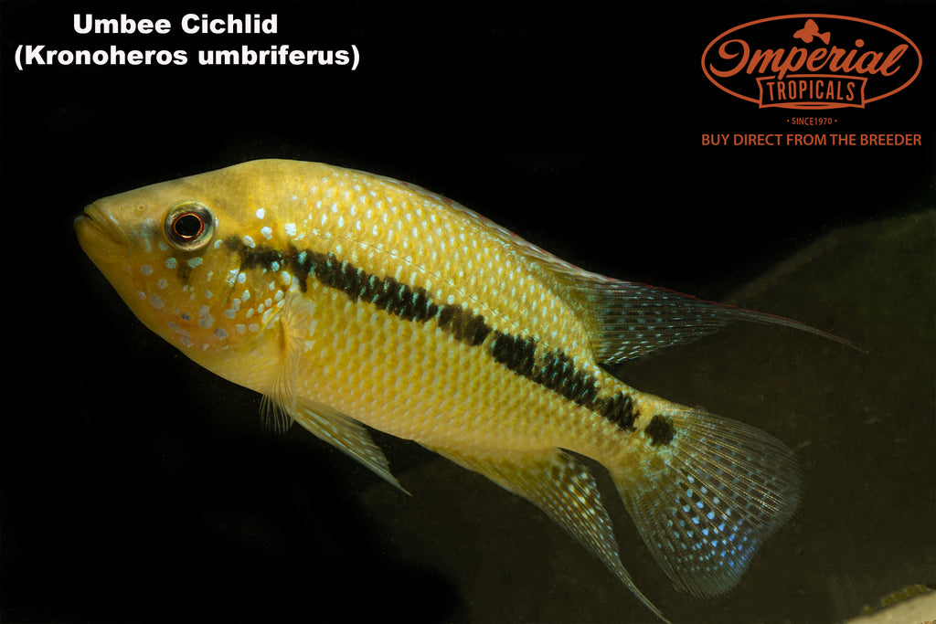 umbee cichlid