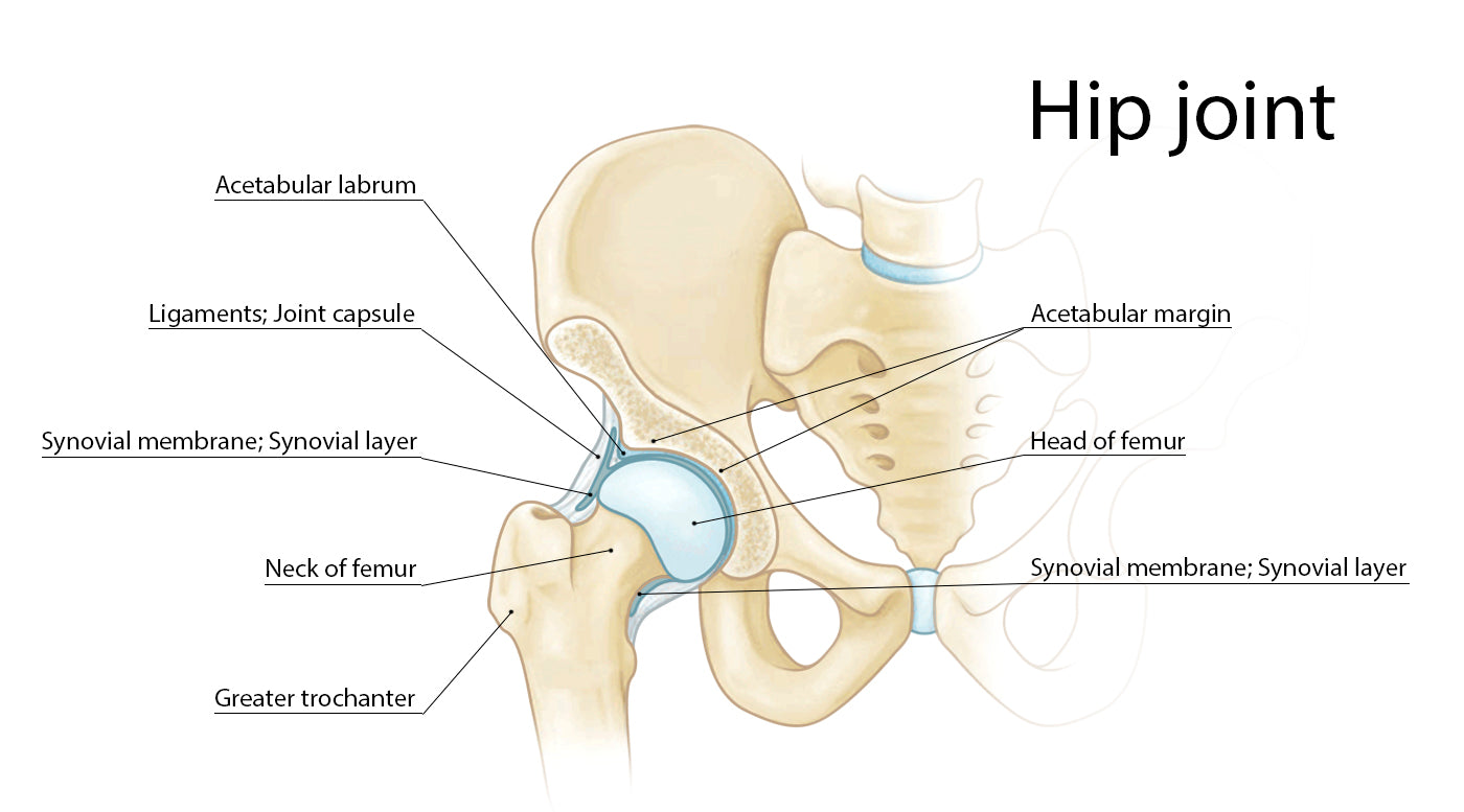 ballet labral tear, hip joint picture