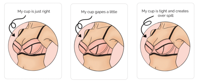 Playful Promises bra size fitting room guide to different cup  sizes