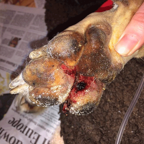 Alabama Rot Image