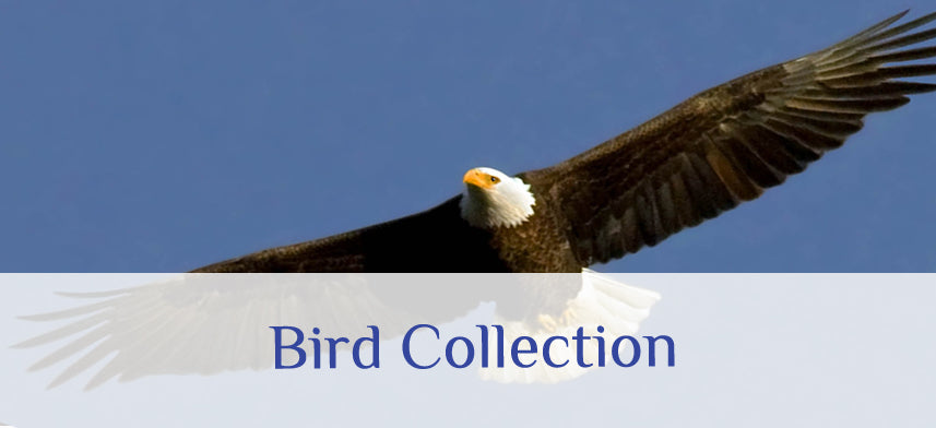 About Wall Decor's Bird Collection