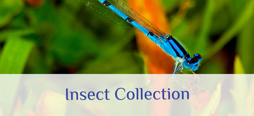 About Wall Decor's Insect Collection