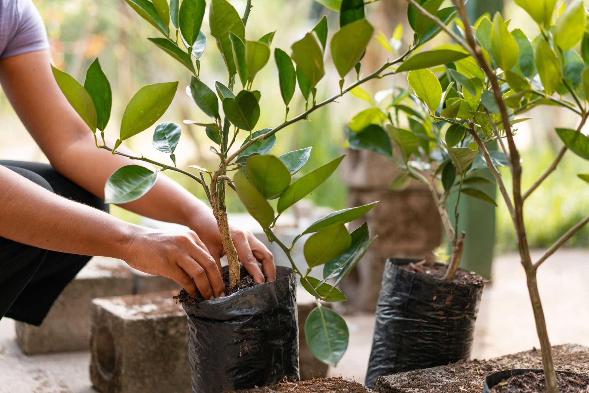 12-ways-to-memorialize-a-loved-one-plant-a-tree-in-memory-of-a-loved-one-rustic-and-main