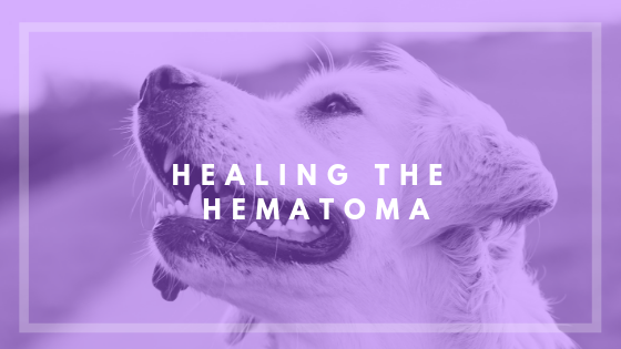 can a dog ear hematoma be extremely painful