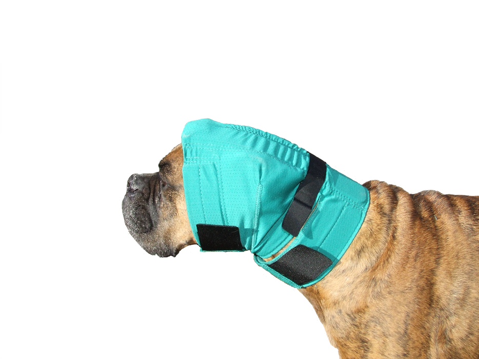 dog medical helmet