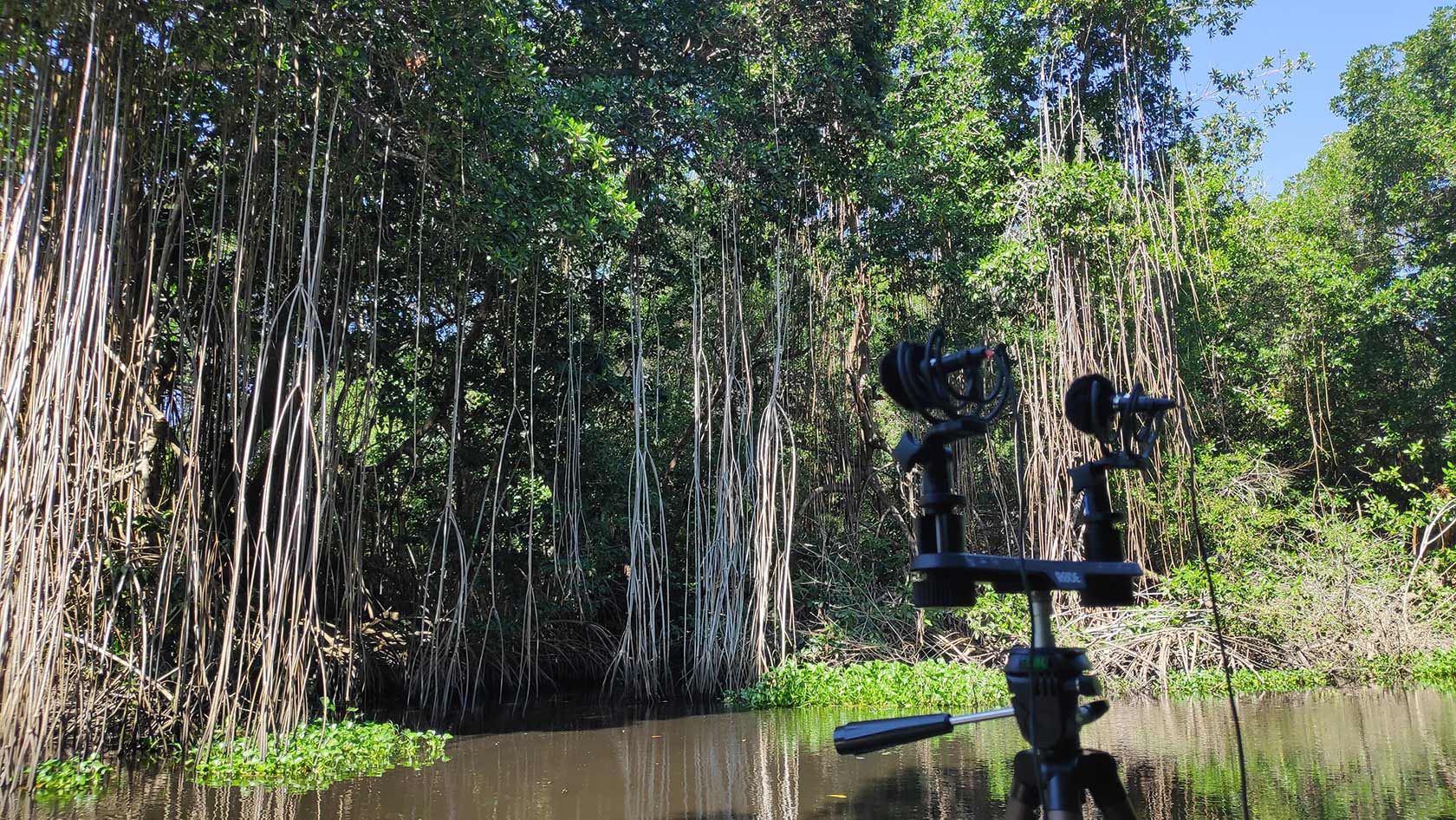 Windbubbles in Mexican forest