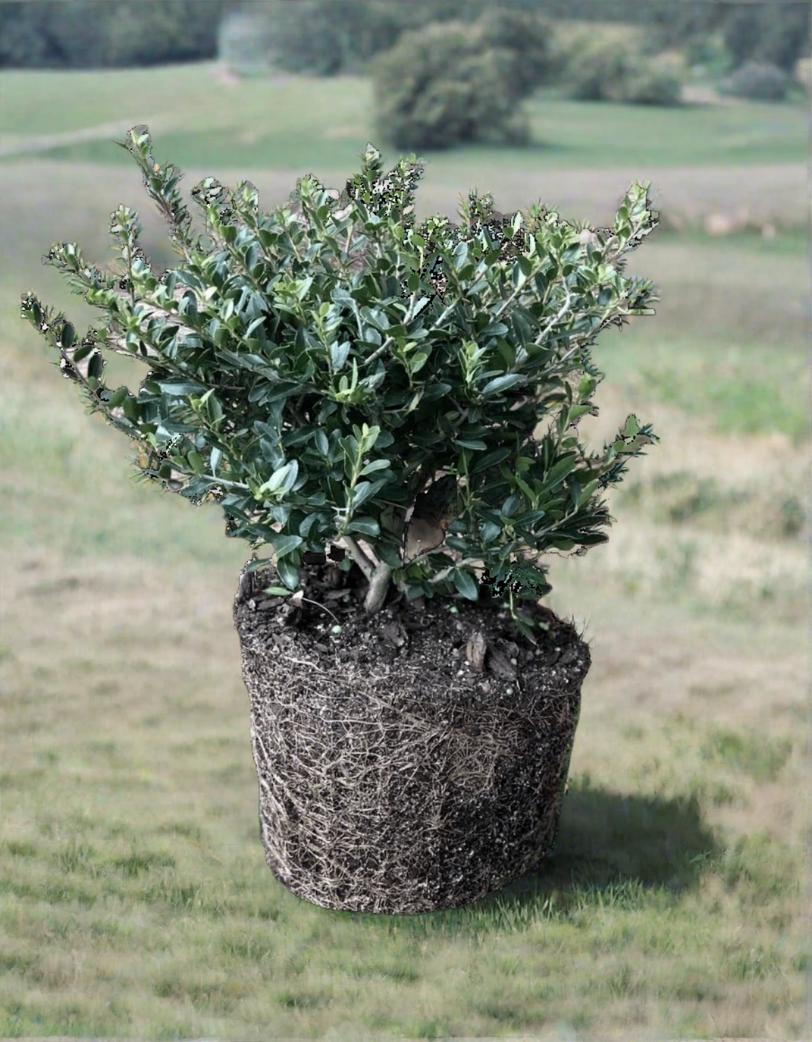 yaupon holly tree price