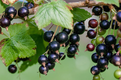 Johannisbeeren zweig