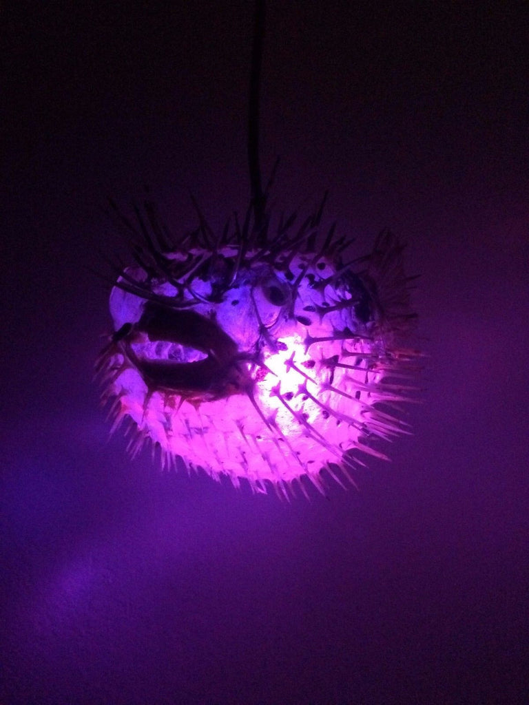 puffer fish lamp